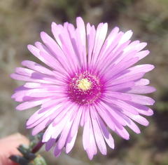 Lampranthus elegans