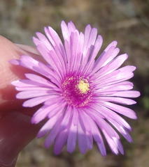 Lampranthus elegans