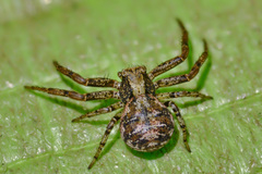 Xysticus audax