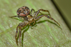 Xysticus audax