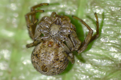 Xysticus audax