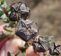 Lampranthus elegans