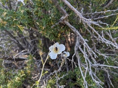 Prepops rubroscutellatus