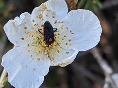 Prepops rubroscutellatus
