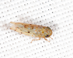 Atanus perspicillatus