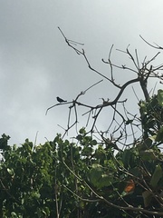 Tyrannus dominicensis