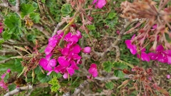 Pelargonium × hybridum