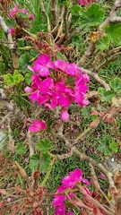 Pelargonium × hybridum
