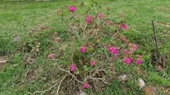 Pelargonium × hybridum