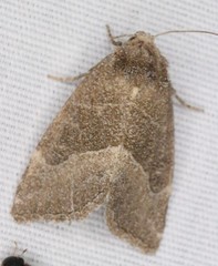 Plagiomimicus spumosum