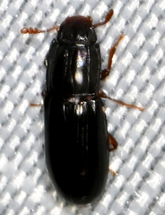 Aulonium parallelopipedum