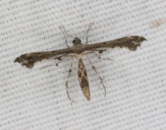 Michaelophorus indentatus