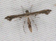 Michaelophorus indentatus