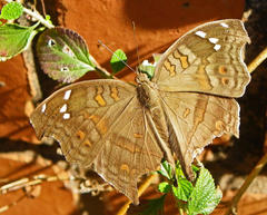 Junonia natalica natalica