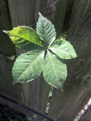 Parthenocissus quinquefolia