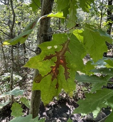 Apiognomonia errabunda