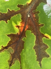 Apiognomonia errabunda