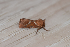 Triodia sylvina