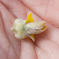 Aspalathus ternata