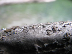 Phaeocalicium curtisii