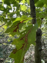 Apiognomonia errabunda