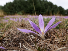 Colchicum montanum