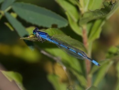 Arrenurus