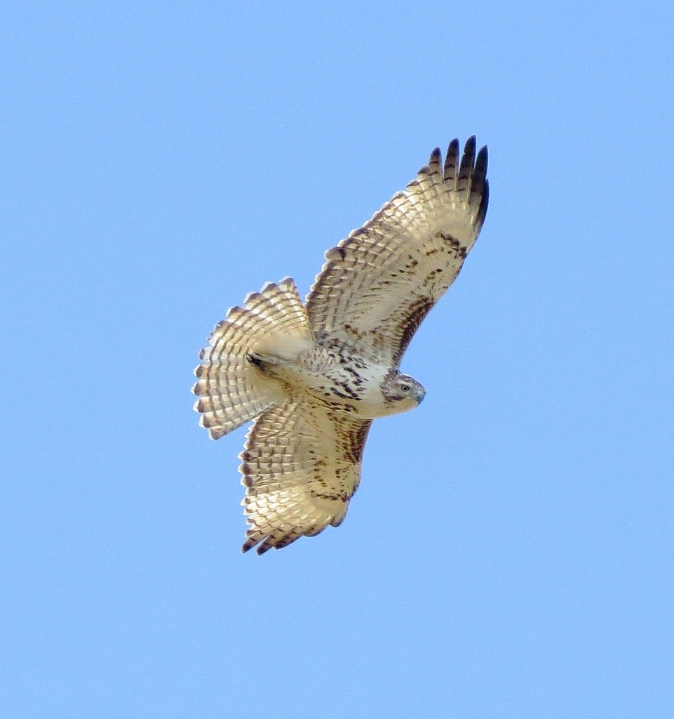 Redtailed Hawk from Hackberry Flat WMA, Tillman County OK on April 15