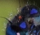 Arrenurus