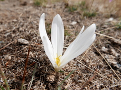 Colchicum montanum