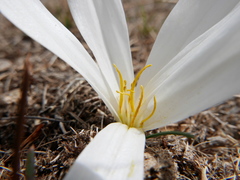 Colchicum montanum