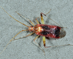 Phytocoris infuscatus