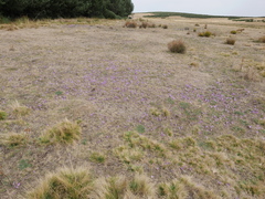 Colchicum montanum
