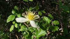 Clematis lasiantha