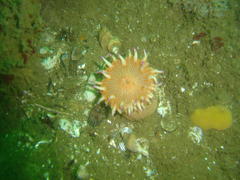 Anthostella stephensoni