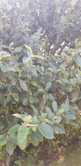 Cercocarpus fothergilloides