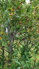 Prunus serotina capuli