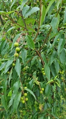 Prunus serotina capuli
