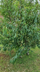 Prunus serotina capuli