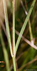 Cordylogyne globosa
