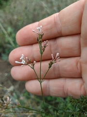 Asperula tenella