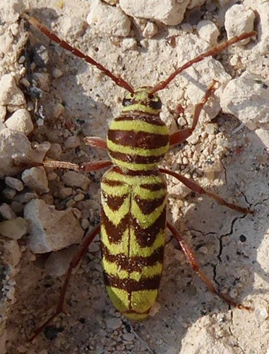Zebra Long-horned Beetle
