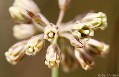 Cordylogyne globosa