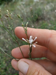 Asperula tenella