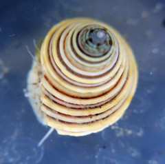 Calliostoma canaliculatum