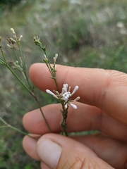 Asperula tenella