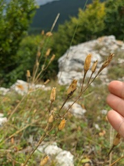 Linaria genistifolia