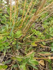 Linaria genistifolia