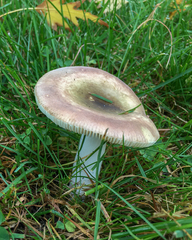 Russula versicolor