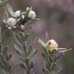 Leucadendron cinereum